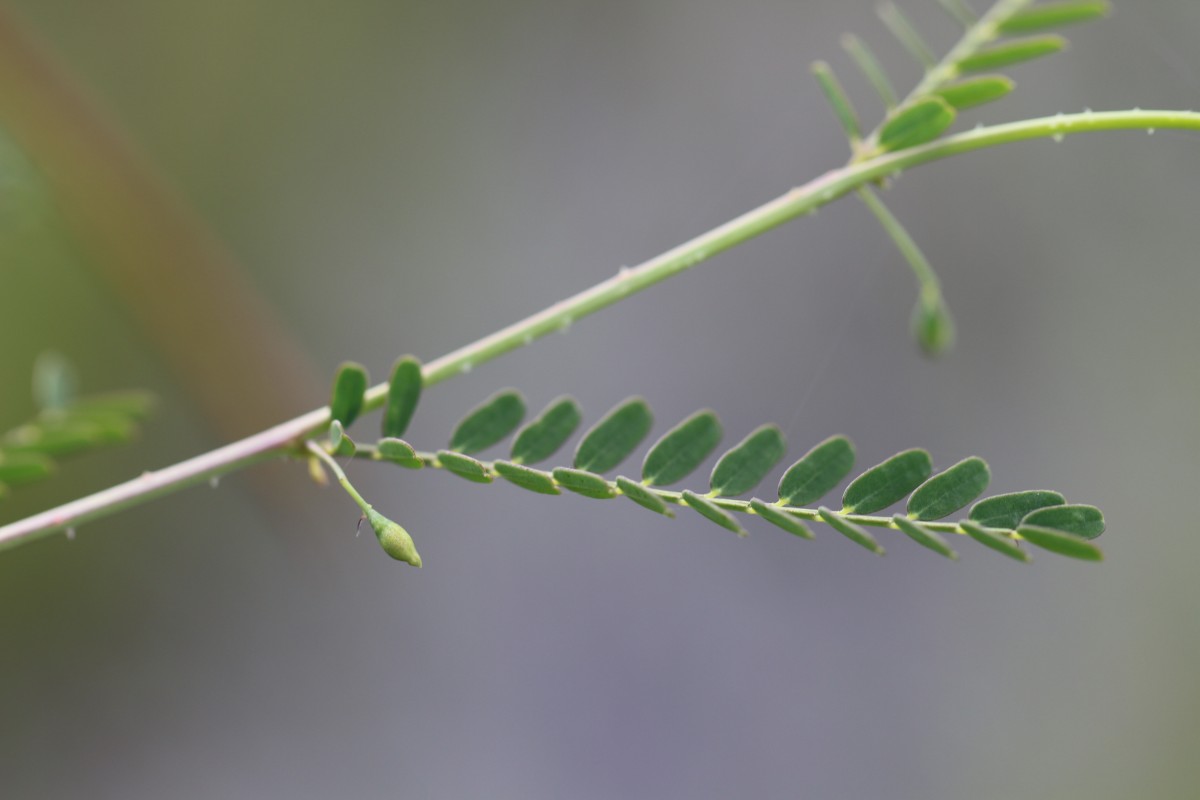 Sesbania bispinosa (Jacq.) W.Wight (Schreb.) Pers.